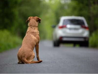 More than just cruel, abandoning an animal is a criminal act