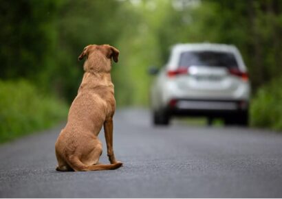 More than just cruel, abandoning an animal is a criminal act
