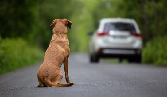 More than just cruel, abandoning an animal is a criminal act