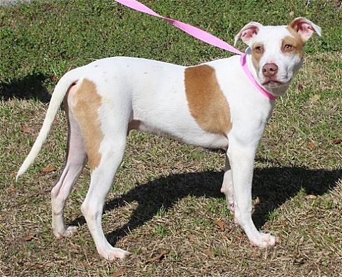 PAHS Pet of the Week is Billy! He would love an active family and outdoor adventures