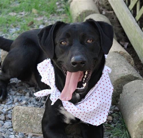 Humane Society of Elmore County Pet of the Week – Gunner