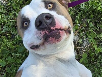 Boudreaux is a Hound/Great Dane Mix and waiting for his new family at HSEC