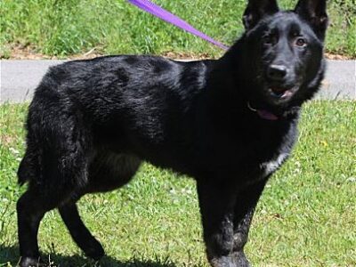 Bruno is the PAHS Pet of the Week! One handsome fellow with a lot of energy