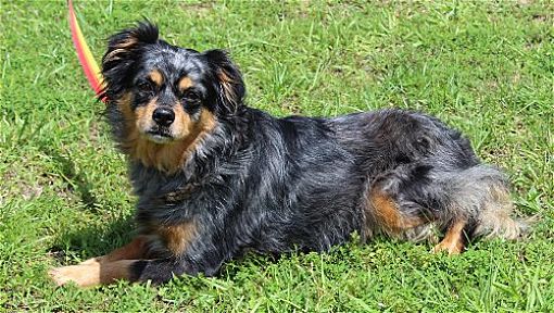 BB is the PAHS Featured Pet of the Week for May 26 