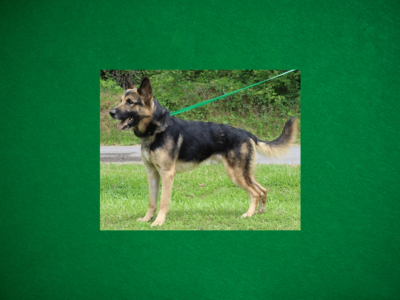 PAHS Pet  of the week