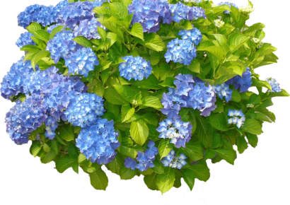 Hydrangea Fest at AWF to feature Plant Sale June 1