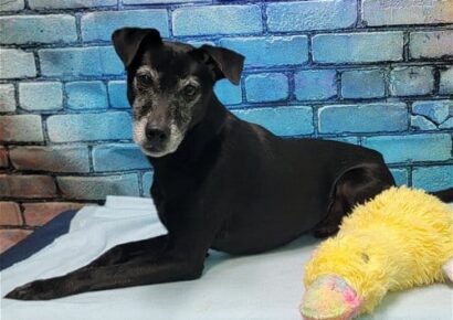Sydney is waiting for a family at HSEC