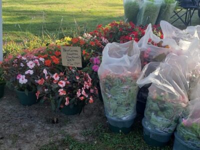 Fresh and Beautiful: Millbrook Farmers Market in full swing