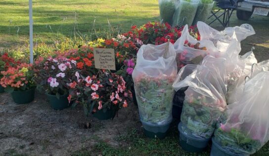 Fresh and Beautiful: Millbrook Farmers Market in full swing