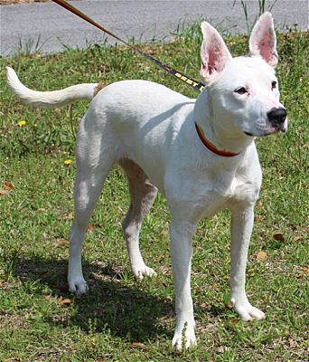 Meet Snowball! She is the PAHS Pet of the Week and has ‘special needs’