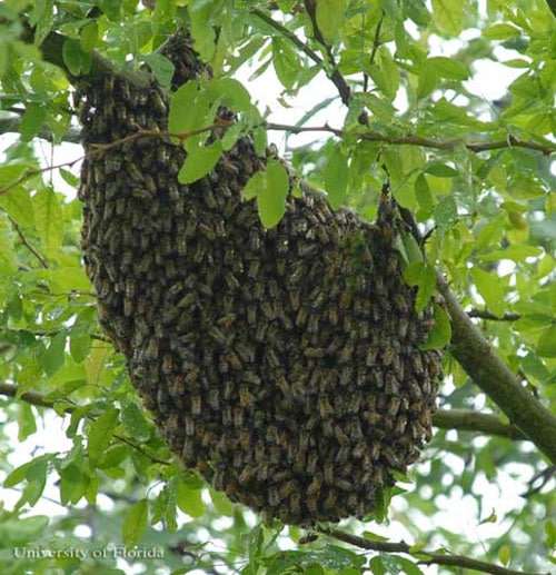 Africanized Honeybees Detected in Alabama