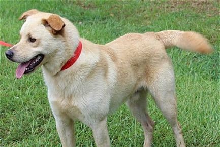 Meet Bolt, the PAHS Pet of the Week