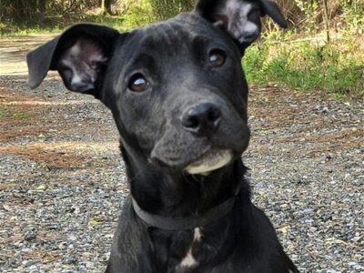 HSEC Pet of the Week is Indigo – Wonderful, young and bouncy