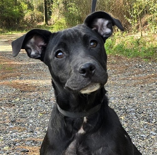 HSEC Pet of the Week is Indigo – Wonderful, young and bouncy