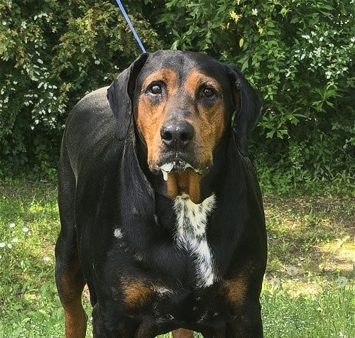 Humane Society of Elmore County Pet of the Week – Percy