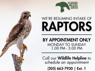 Alabama Wildlife Center now offering care to injured Raptors