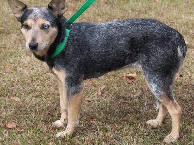 Sandy is the PAHS Pet of the Week!