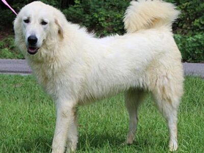 PAHS Pet of the week – Bambi