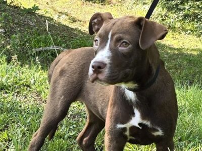 Daisy is the HSEC Pet of the Week and she loves everyone