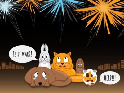 Fireworks are on the way so make a plan for pets now