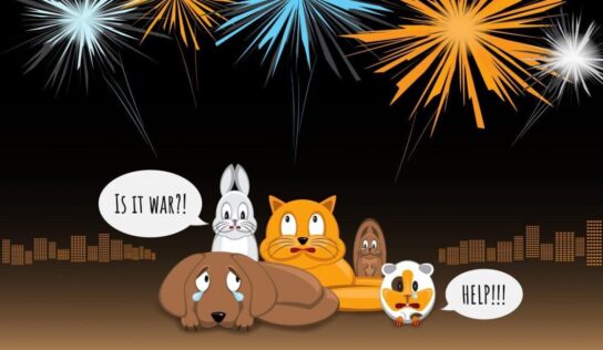 Fireworks are on the way so make a plan for pets now