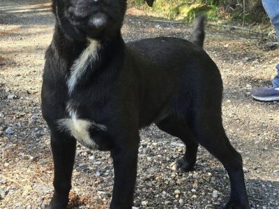 Meet Ralph! He is the HSEC Pet of the Week and needs a family