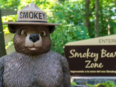 Trying to branch out this summer? Get between the trees and celebrate National Forest Week!