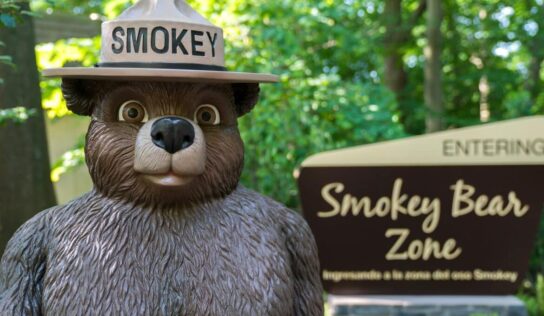 Trying to branch out this summer? Get between the trees and celebrate National Forest Week!