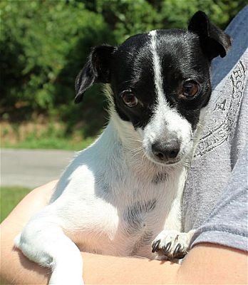 Meet Goldie, the PAHS Pet of the Week