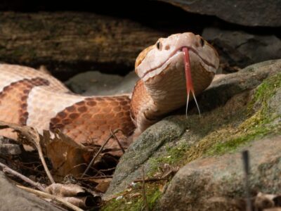 Snakes In The Fall: How to Handle a Snake Encounter
