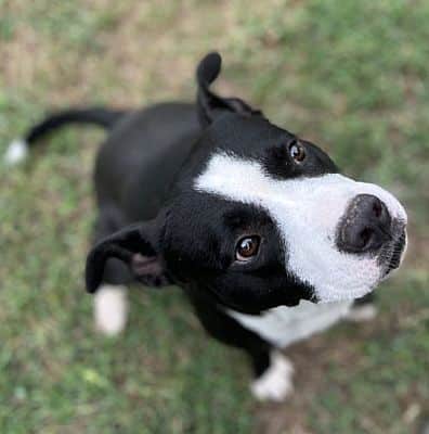 PAHS Pet of the Week is Eli! He loves to give hugs