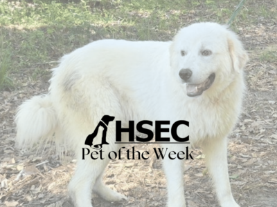 Pet of the Week for the Humane Society of Elmore County