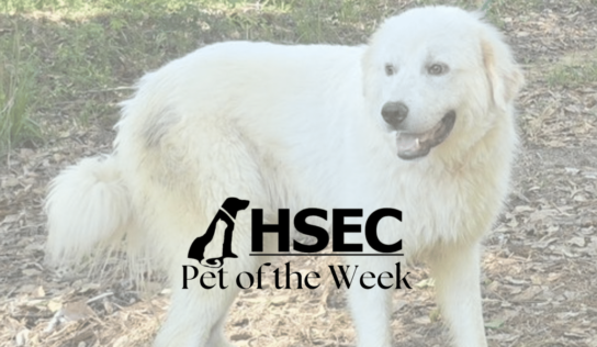 Pet of the Week for the Humane Society of Elmore County