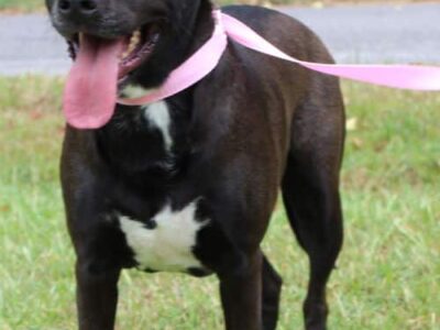 PAHS Pet of the Week: Lilly has Big Love to give for her future owner