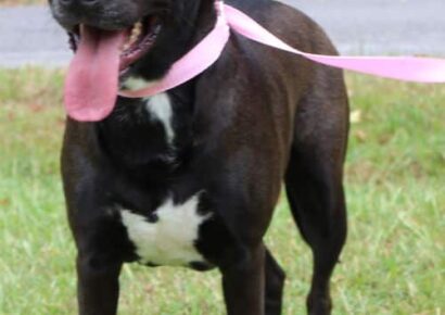 PAHS Pet of the Week: Lilly has Big Love to give for her future owner