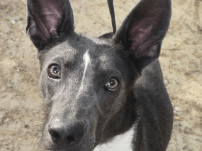 Humane Society of Elmore County Pet of the Week – Peeta