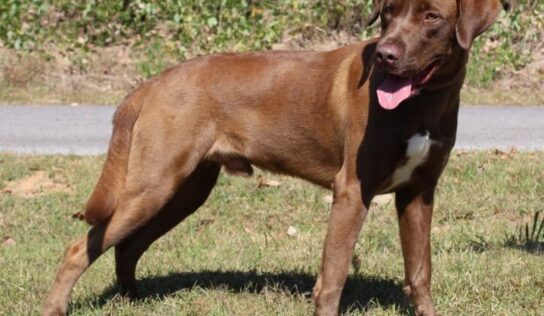 PAHS Featured Pet of the Week for Oct 27 is Armstrong