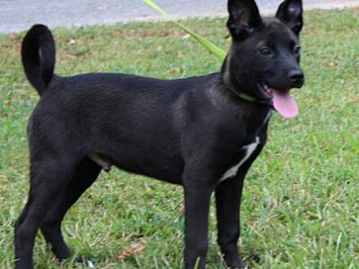 PAHS Pet of the Week: Monty is the definition of handsome!