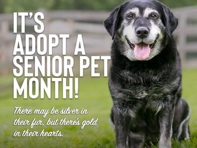 November is Adopt a Senior Pet Month