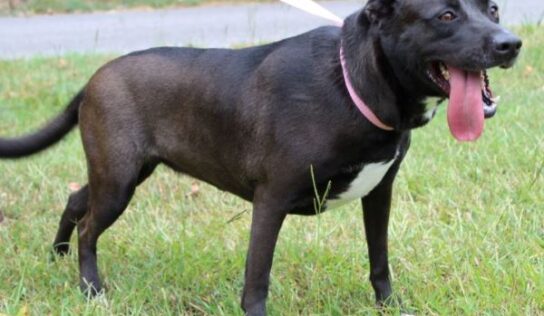Meet Lily: A Sweet, gentle lab mix ready for her fur-ever home