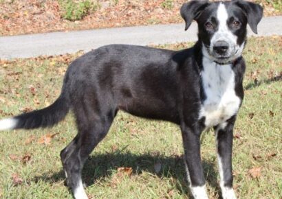 PAHS Pet of the Week: Martha was a stray but a gentle, beautiful dog