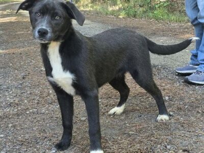 Humane Society of Elmore County Pet of the Week – Carlotta