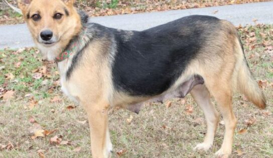 Nala is the PAHS pet of the Week! Sweet and loving, would be good with other dogs and children