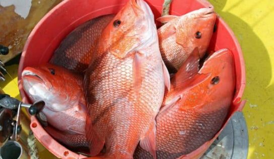 Marine Resources Seeks Fisheries Input from the Public