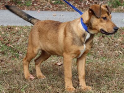 Aspen is waiting for the love of a family at PAHS