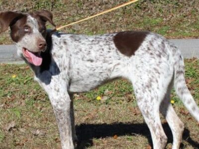 Meet Cupid! She is the Pet of the Week for PAHS, and gorgeous!