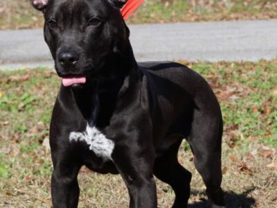 Adopt today at Prattville/Autauga Humane Society; Hero, the Black Lab/Pit Bull Mix