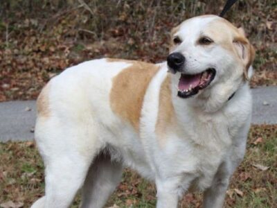 PAHS Pet of the Week: If you need a devoted companion, Sara is your Girl!