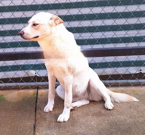 Humane Society of Elmore County, Pet of the week: Calliope