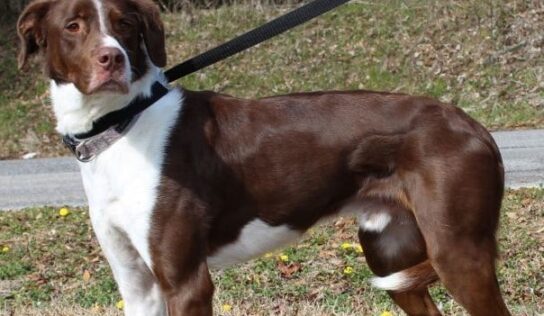 Meet a playful and active Kona! Adopt at Prattville Autauga Humane Society